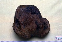 藏品(水牛股骨遠端)的圖片